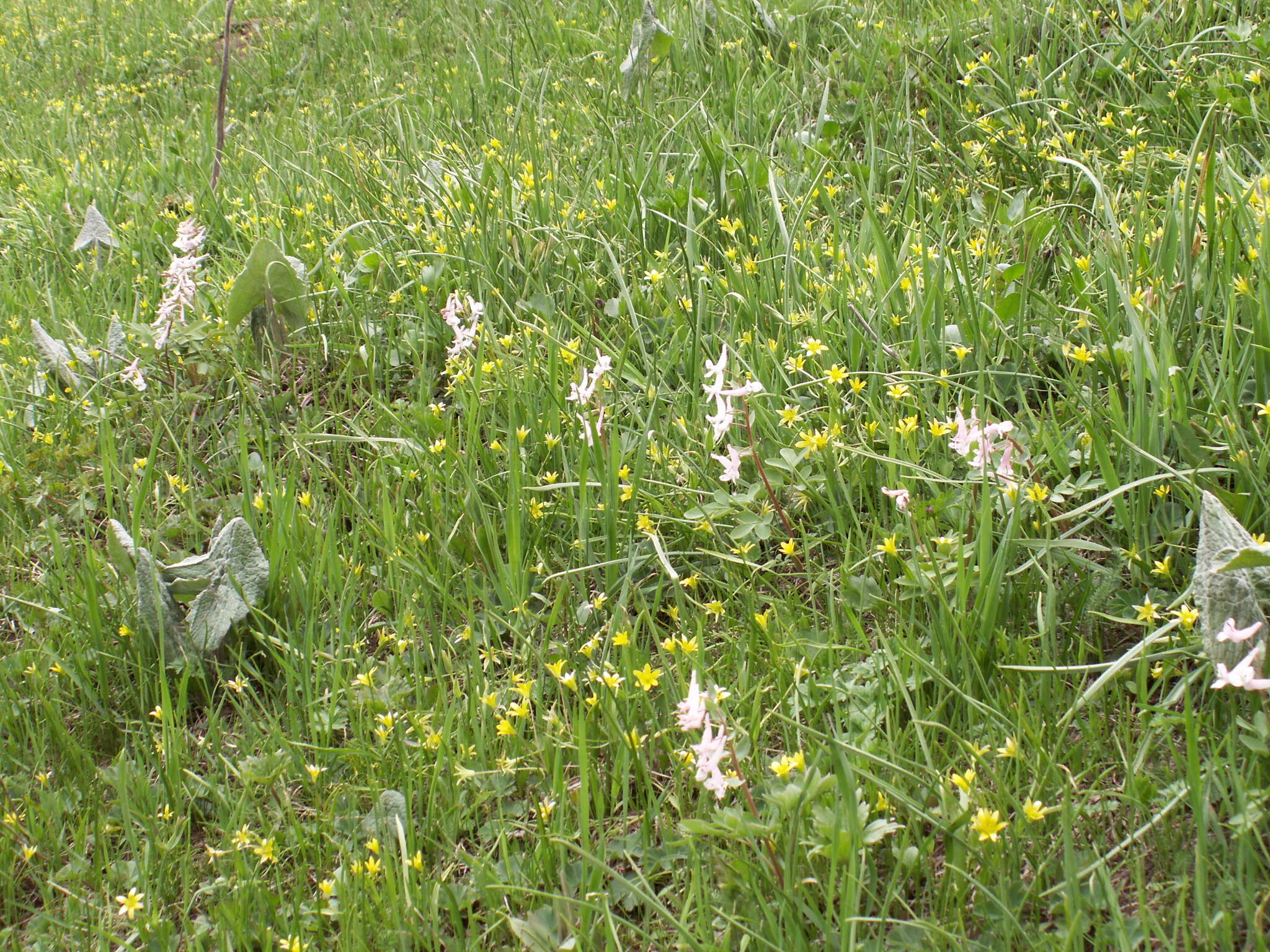 Image of Corydalis glaucescens Regel