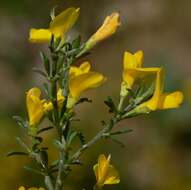 Imagem de Genista pilosa L.