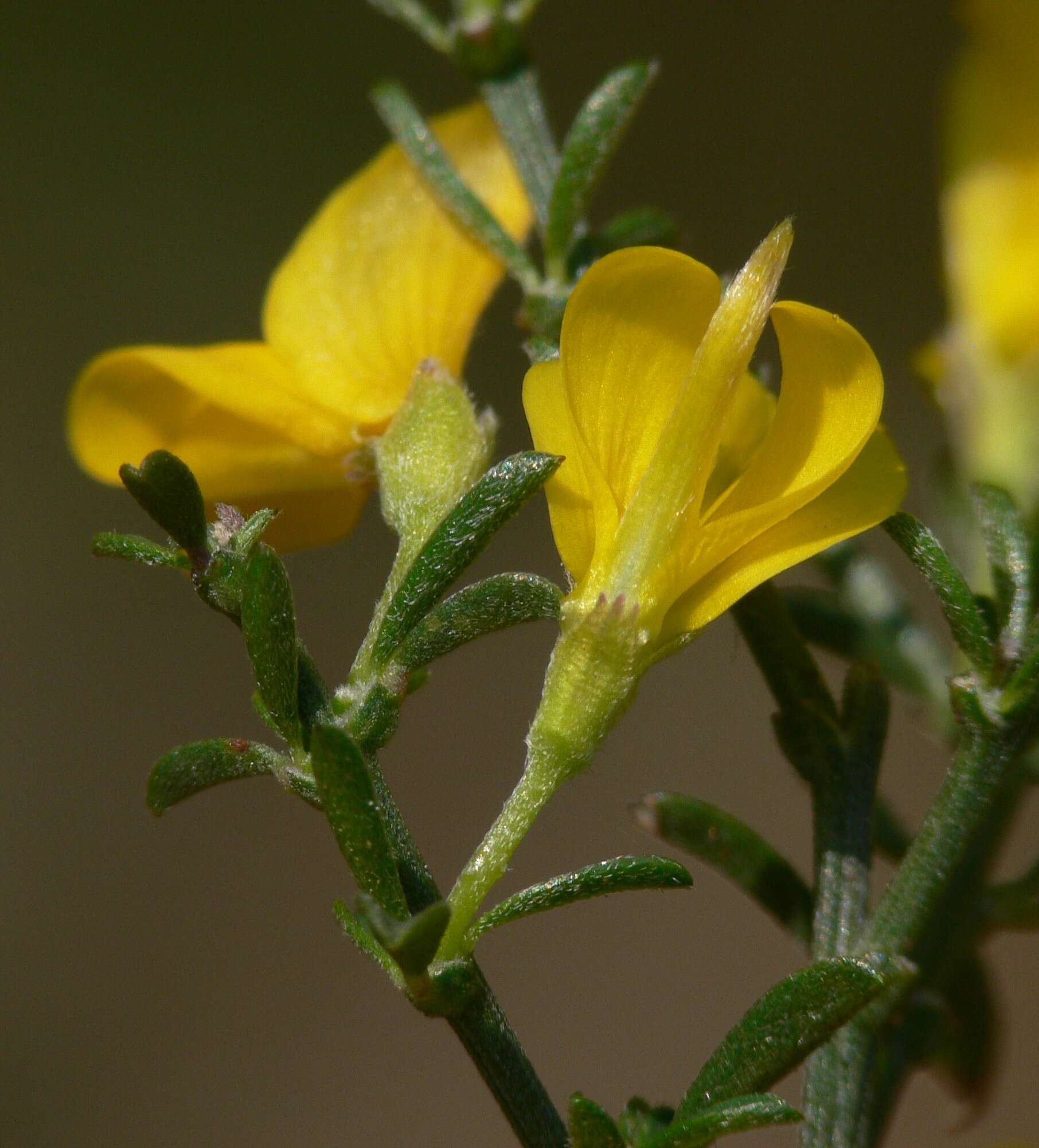 Imagem de Genista pilosa L.