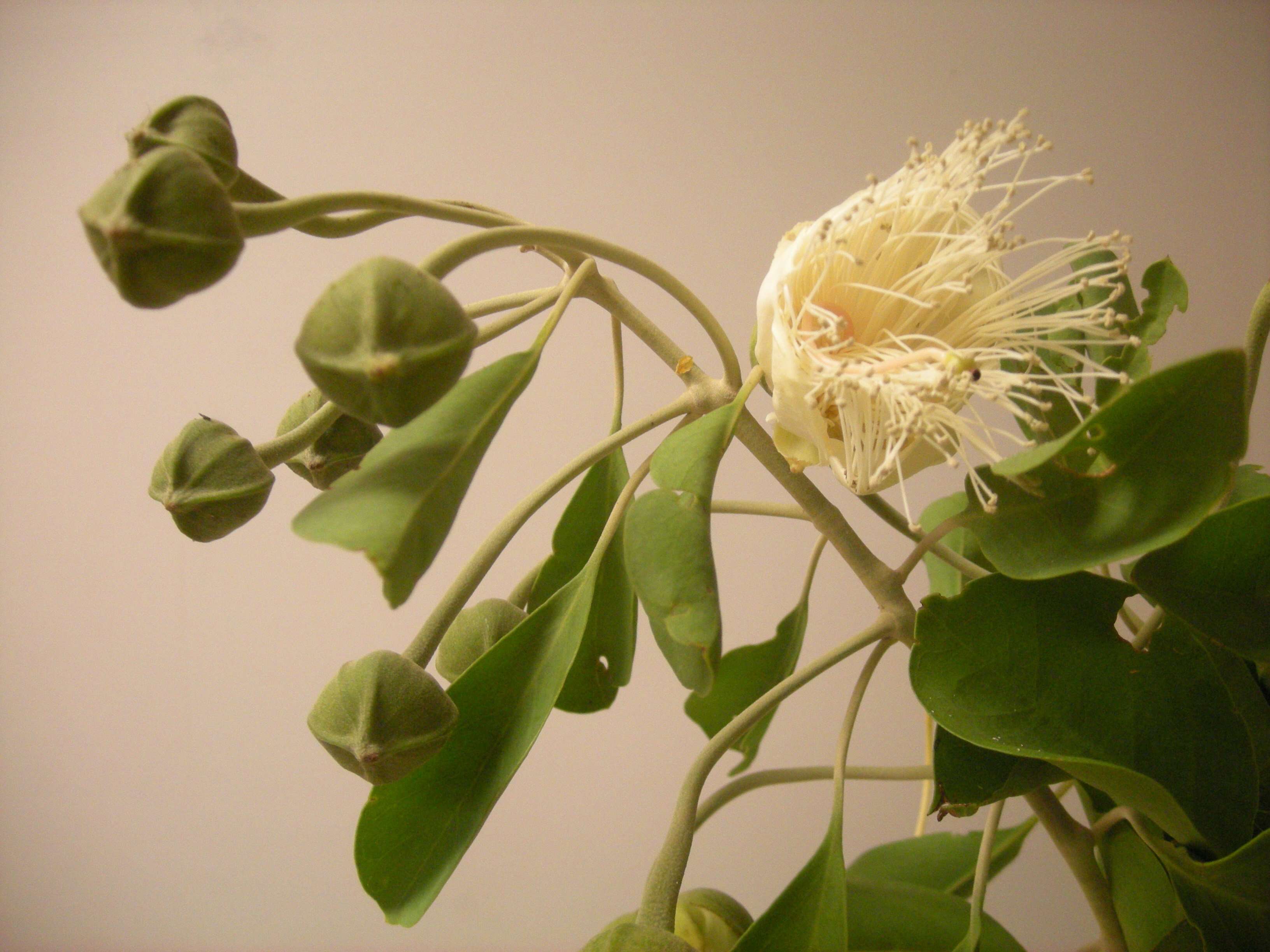 Image of Capparis mitchellii Lindl.