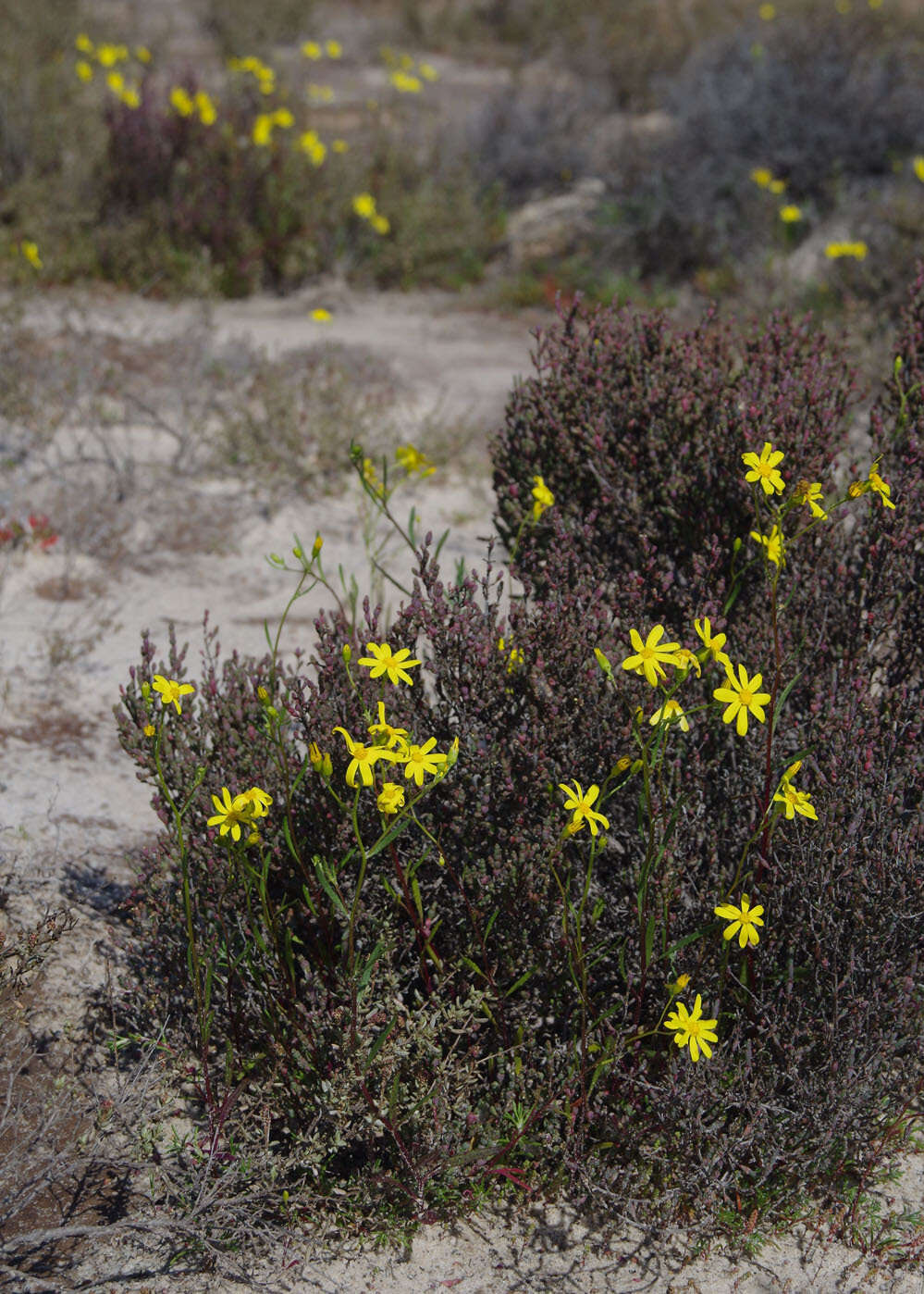 Image de Senecio lacustrinus I. Thomps.