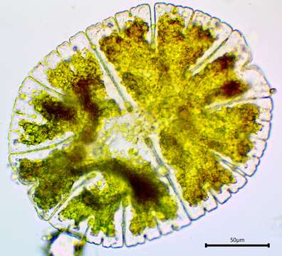 Image of Micrasterias denticulata