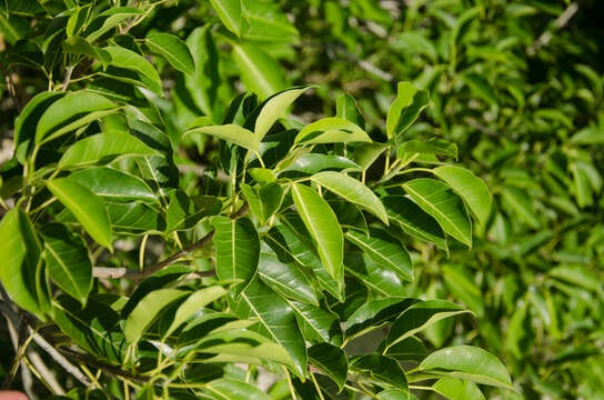 Ficus marmorata Boj. ex Baker的圖片