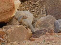 Image of Indian Gray Mongoose