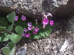 Image of Primula minkwitziae W. W. Smith