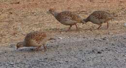 Image of Gray Francolin