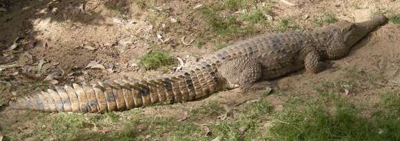 Image of Australian Freshwater Crocodile