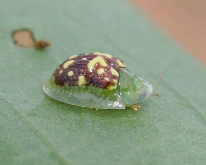 Cassida (Crepidaspis) sexguttata Boisduval 1835的圖片