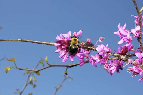 Image of Eastern Carpenter Bee