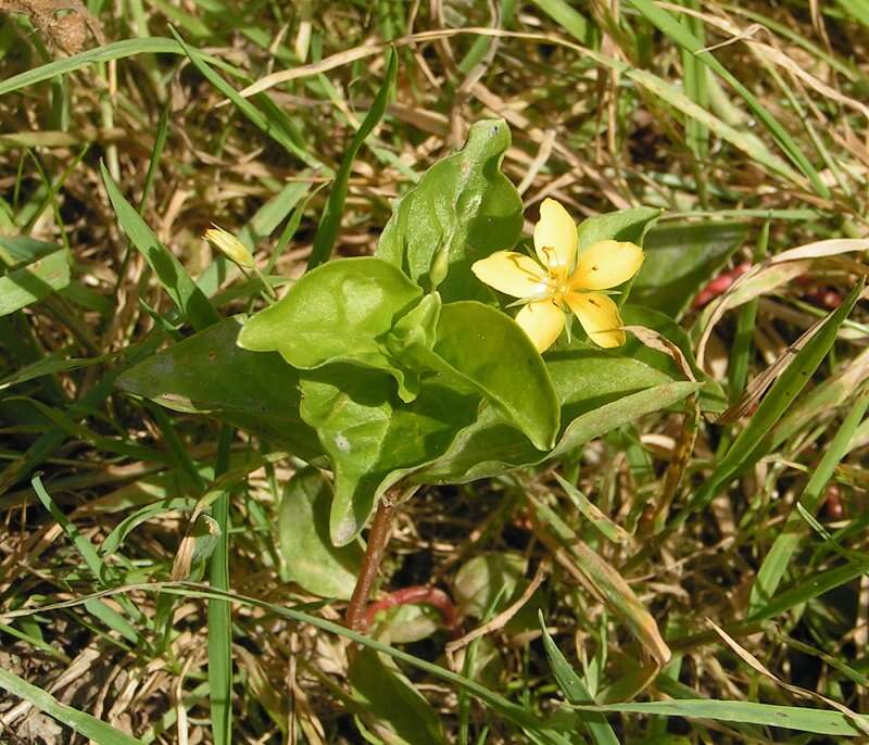 Image of yellow loosestrife