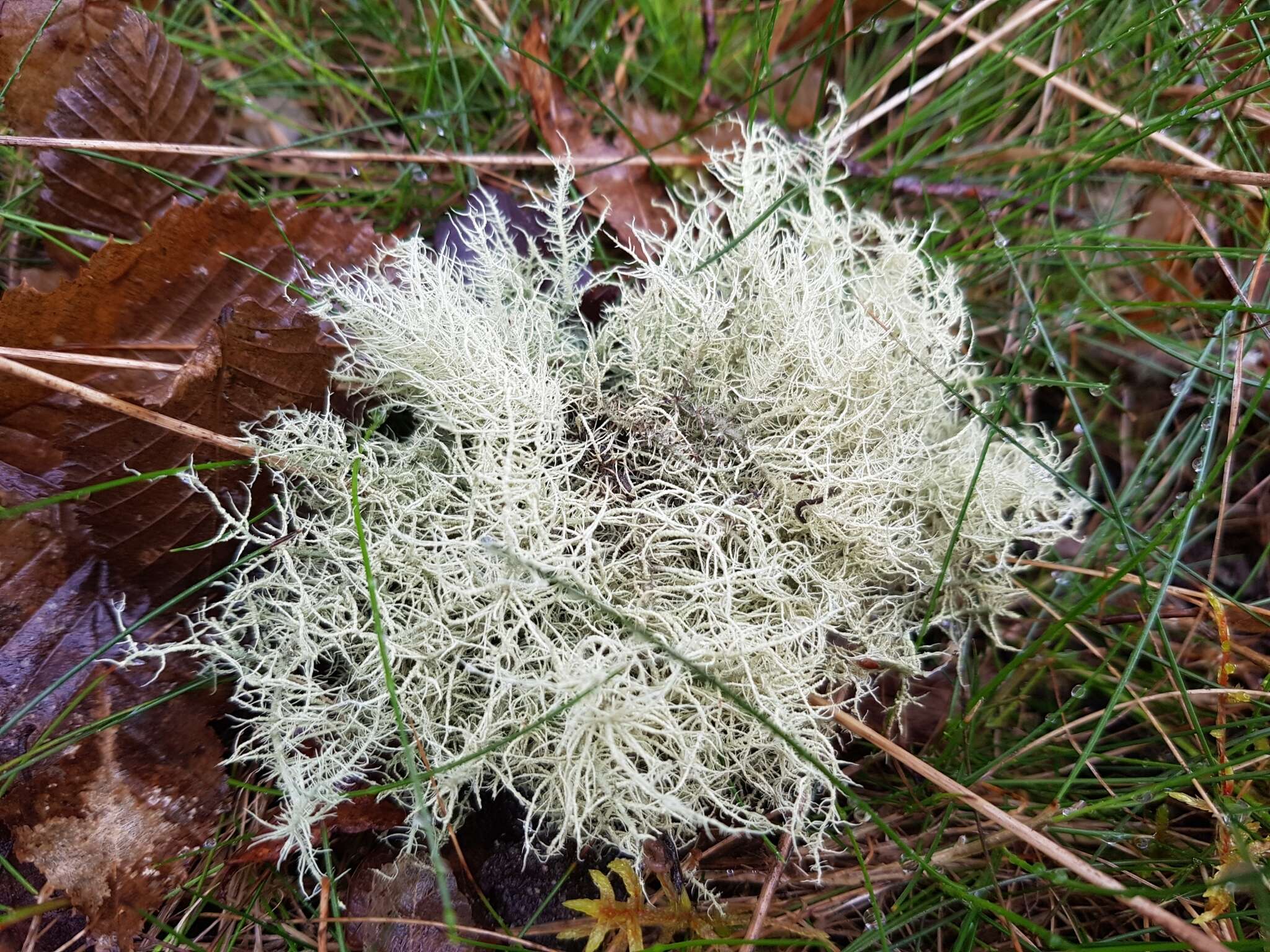 Слика од Usnea glabrescens (Nyl. ex Vain.) Vain.