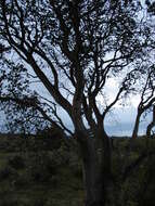 Imagem de Banksia marginata Cav.