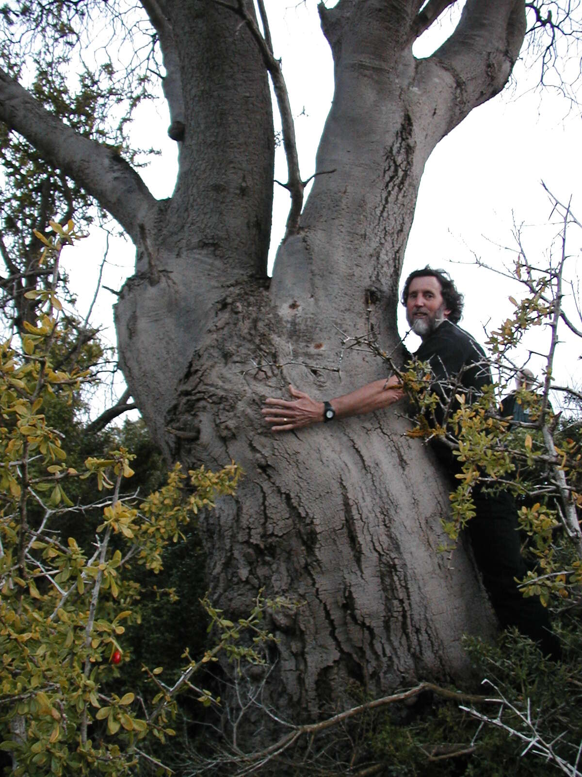 Image of silver banksia