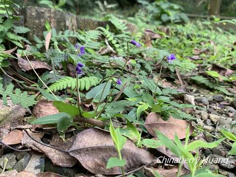 صورة Viola betonicifolia subsp. nagasakiensis (W. Becker) Y. S. Chen