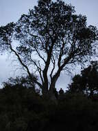 Imagem de Banksia marginata Cav.