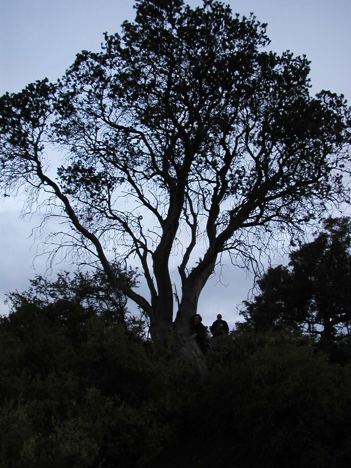 Imagem de Banksia marginata Cav.