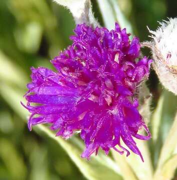 Image of Silver vernonia