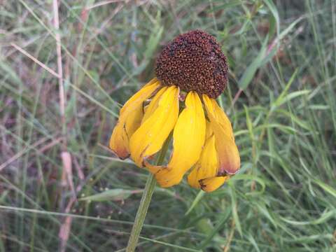 Image of rough coneflower