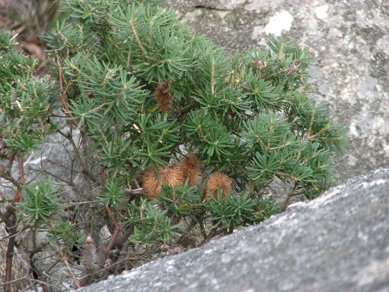 Imagem de Banksia marginata Cav.