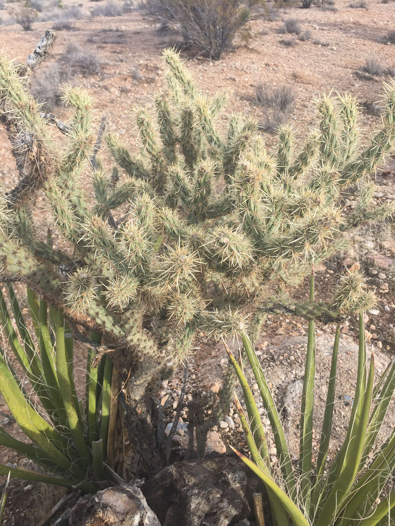 Image de Cylindropuntia acanthocarpa (Engelm. & J. M. Bigelow) F. M. Knuth