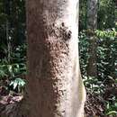 Image of lemonscented gum