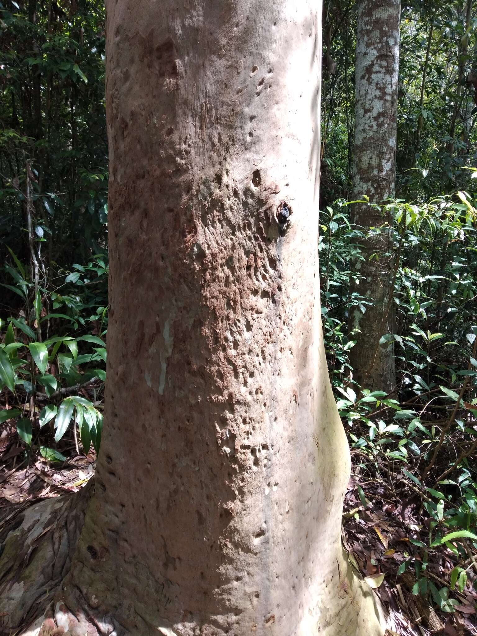 Image of lemonscented gum