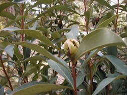 Image of Telopea oreades F. Müll.