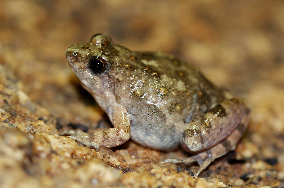 Image of Natal Dwarf Puddle Frog