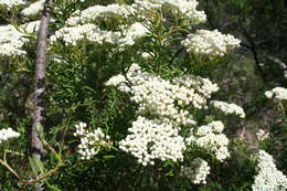 Image of Ozothamnus diosmifolius (Vent.) DC.