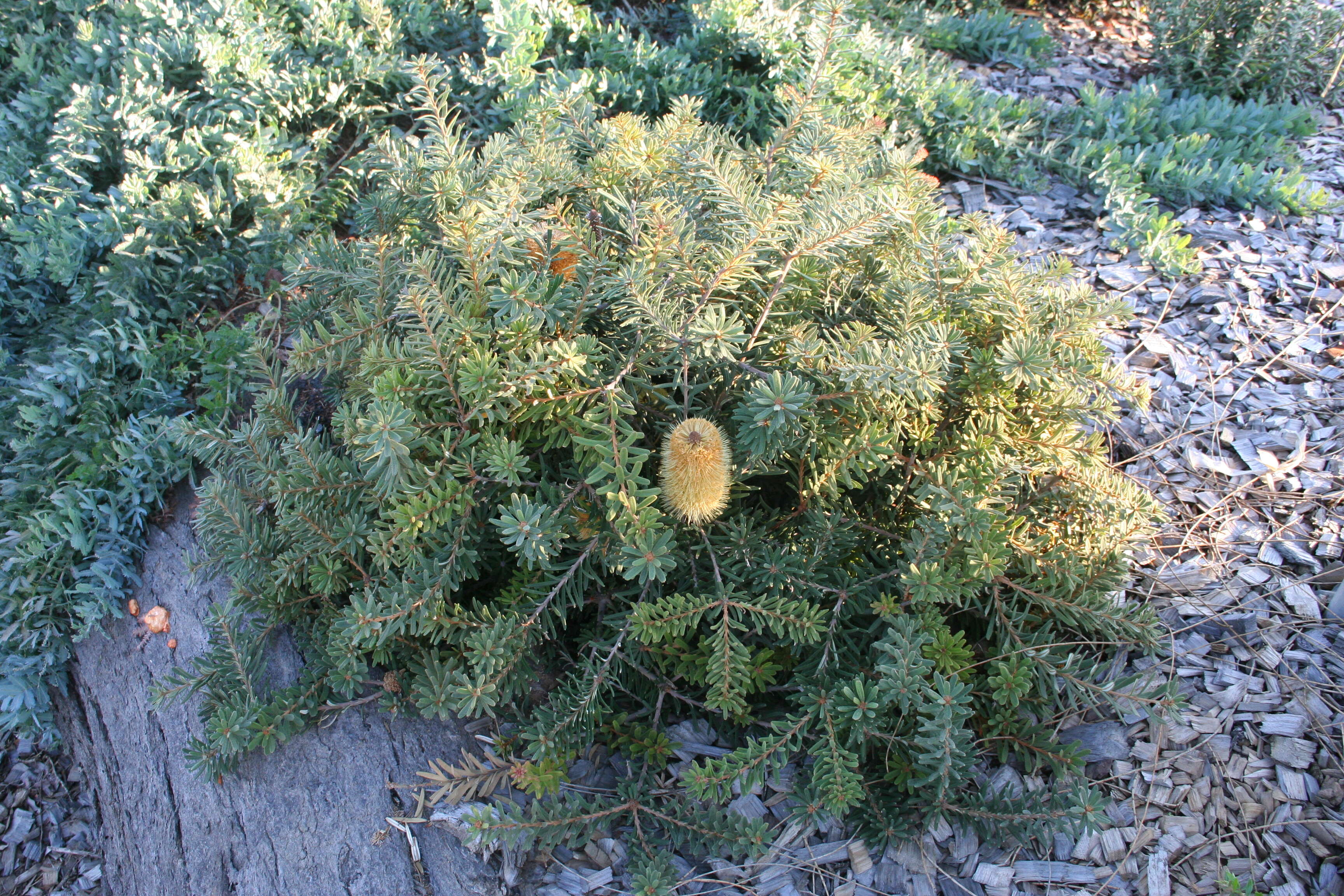 Image of silver banksia