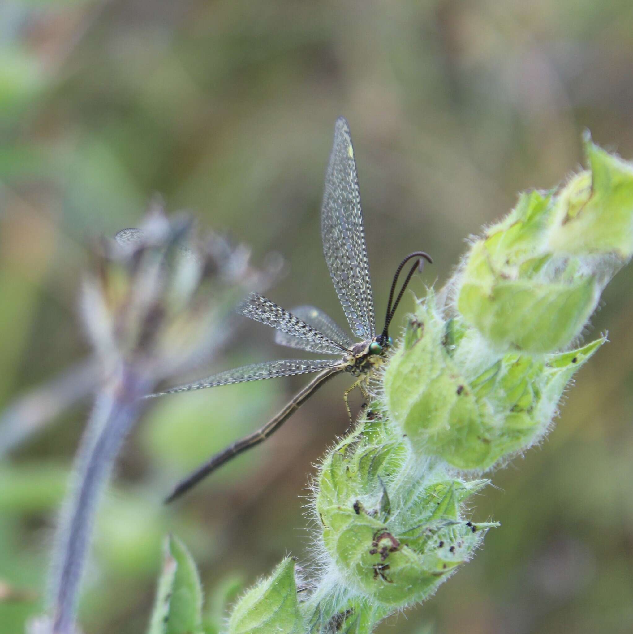 Слика од Brachynemurus versutus (Walker 1853)