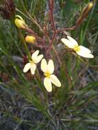 Image de Stylidium diademum Wege