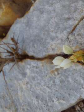 Image de Ornithogalum richtersveldensis