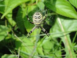 Image of Barbary Spider