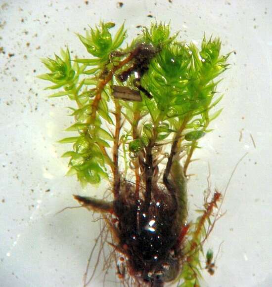 Image of bryum moss