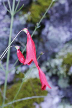 Image of Penstemon wislizenii (A. Gray) Straw