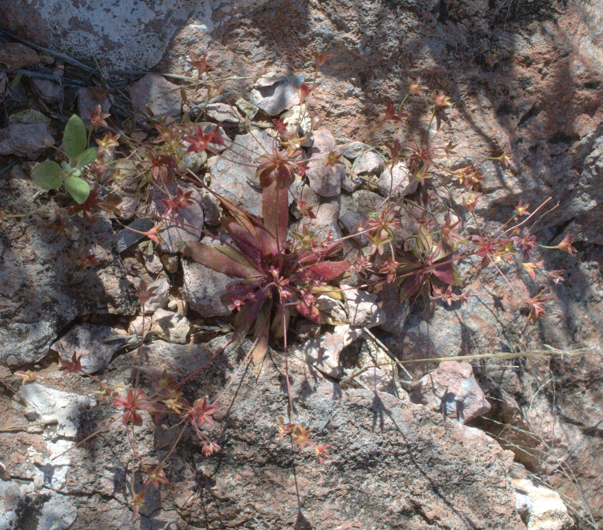 Image of western rockjasmine