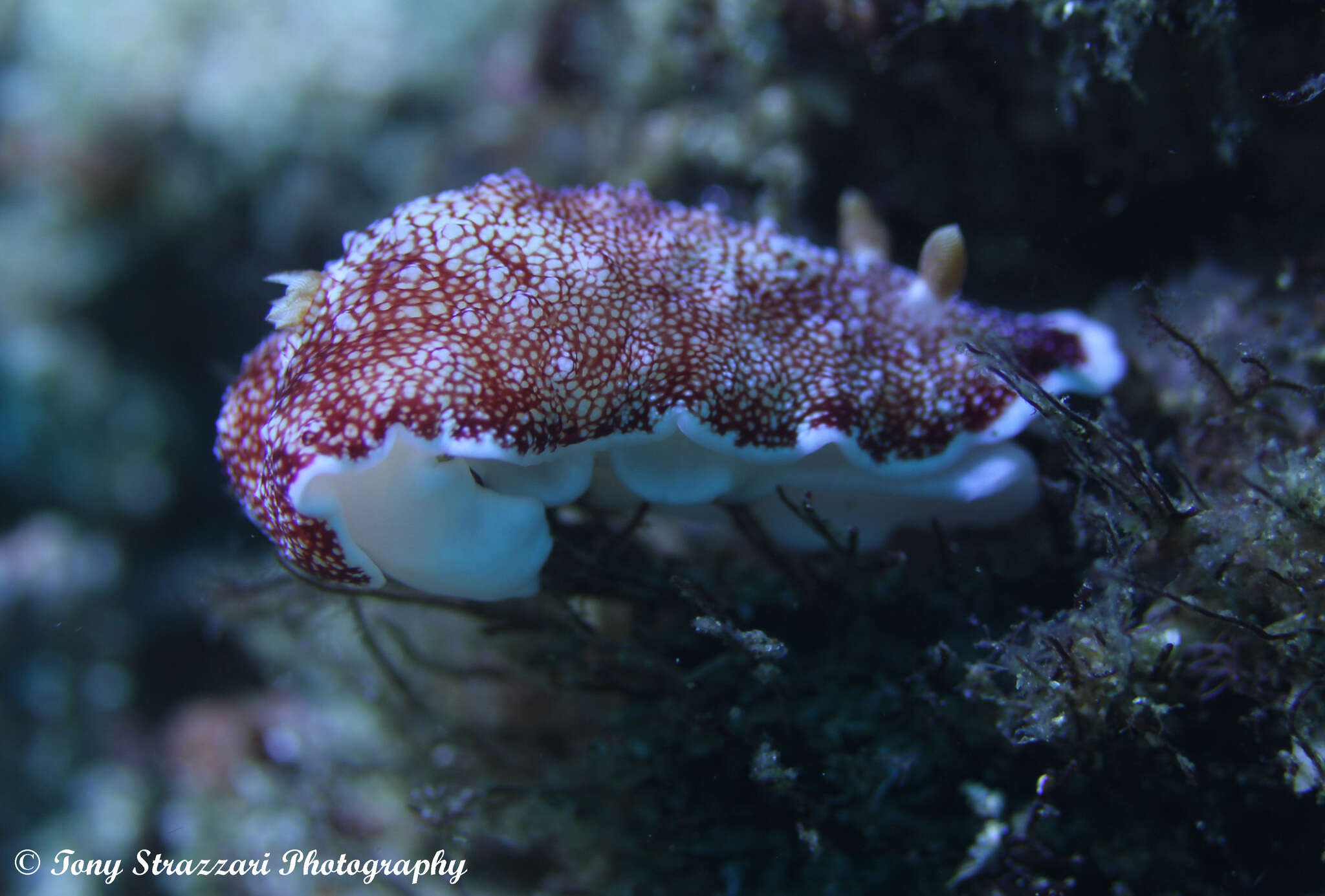 Image of Reticulated red slug