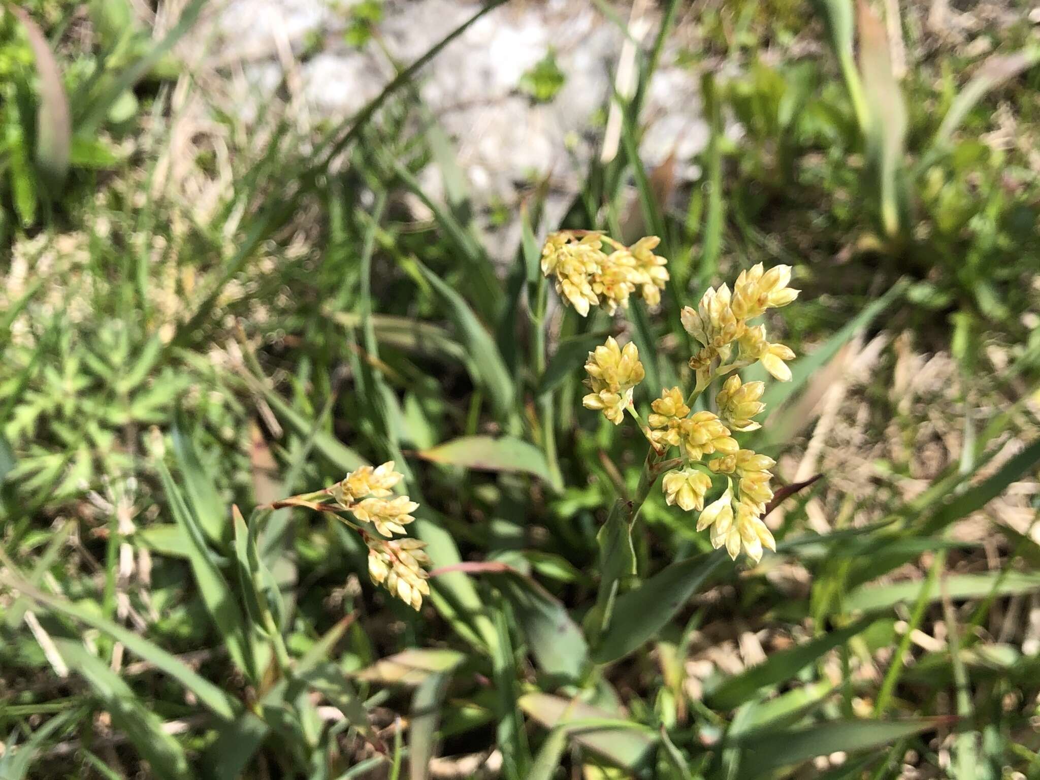 Image of Yellow Woodrush