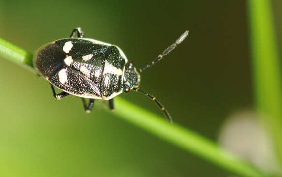 Image of <i>Eurydema oleracea</i>