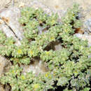 Image of Herniaria fontanesii subsp. almeriana Brummitt & Heywood