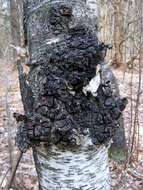 Image of Chaga