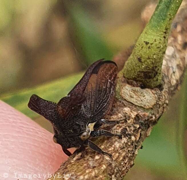 Imagem de Ceraon tasmaniae Fairmaire