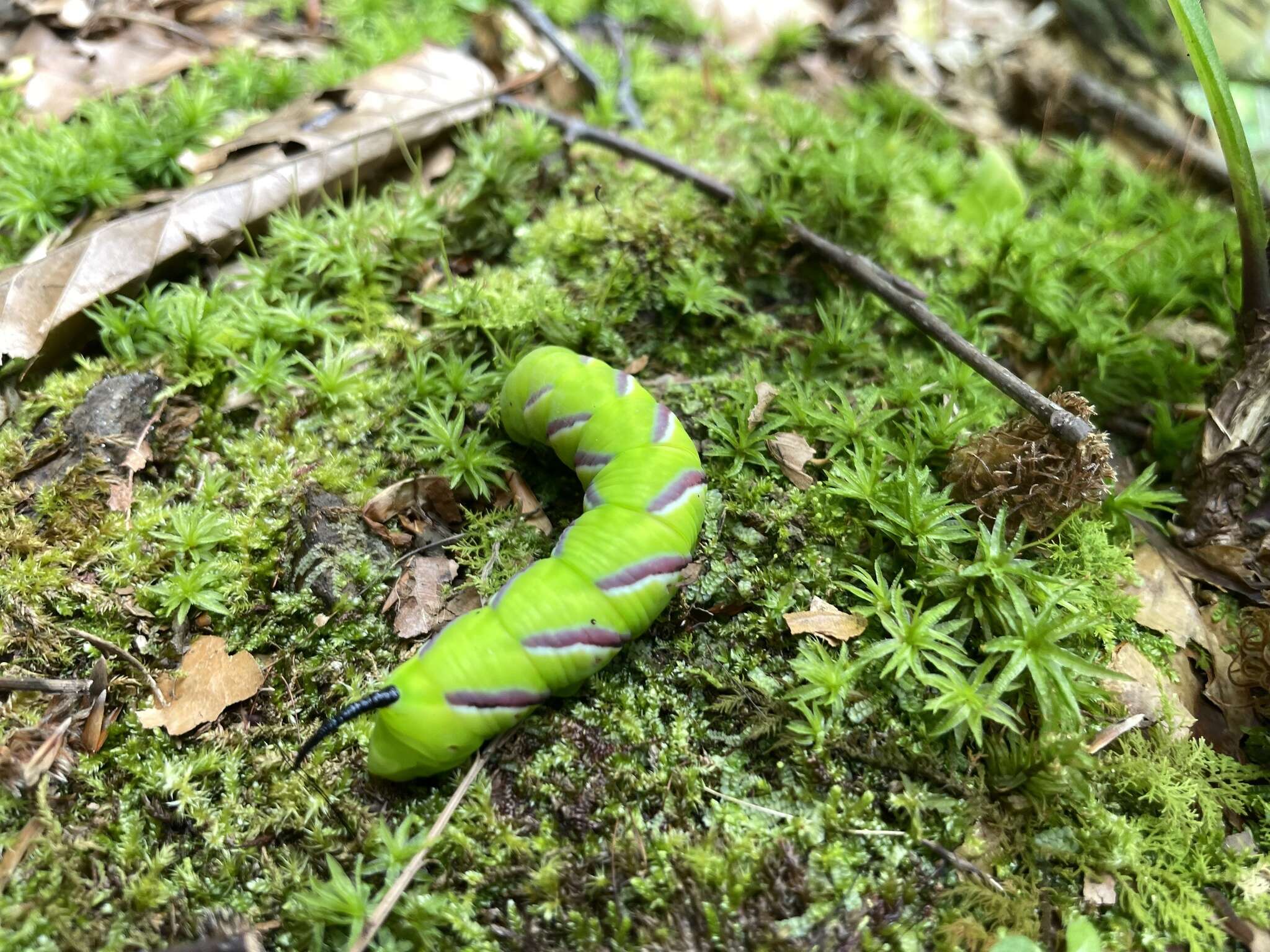 Sphinx constricta Butler 1885的圖片