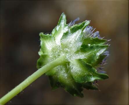 Image de Jasione crispa subsp. sessiliflora (Boiss. & Reut.) Tutin