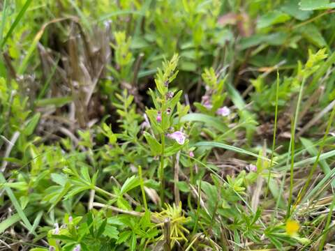 Image of lesser skullcap