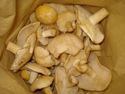 Image of Calocybe