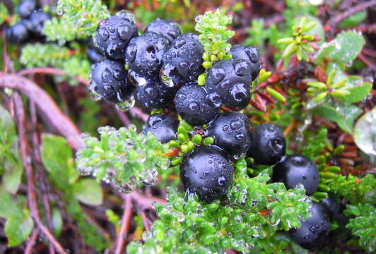 Image of black crowberry