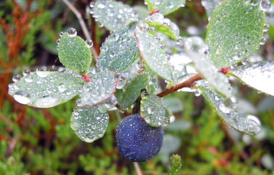 Image of alpine bilberry