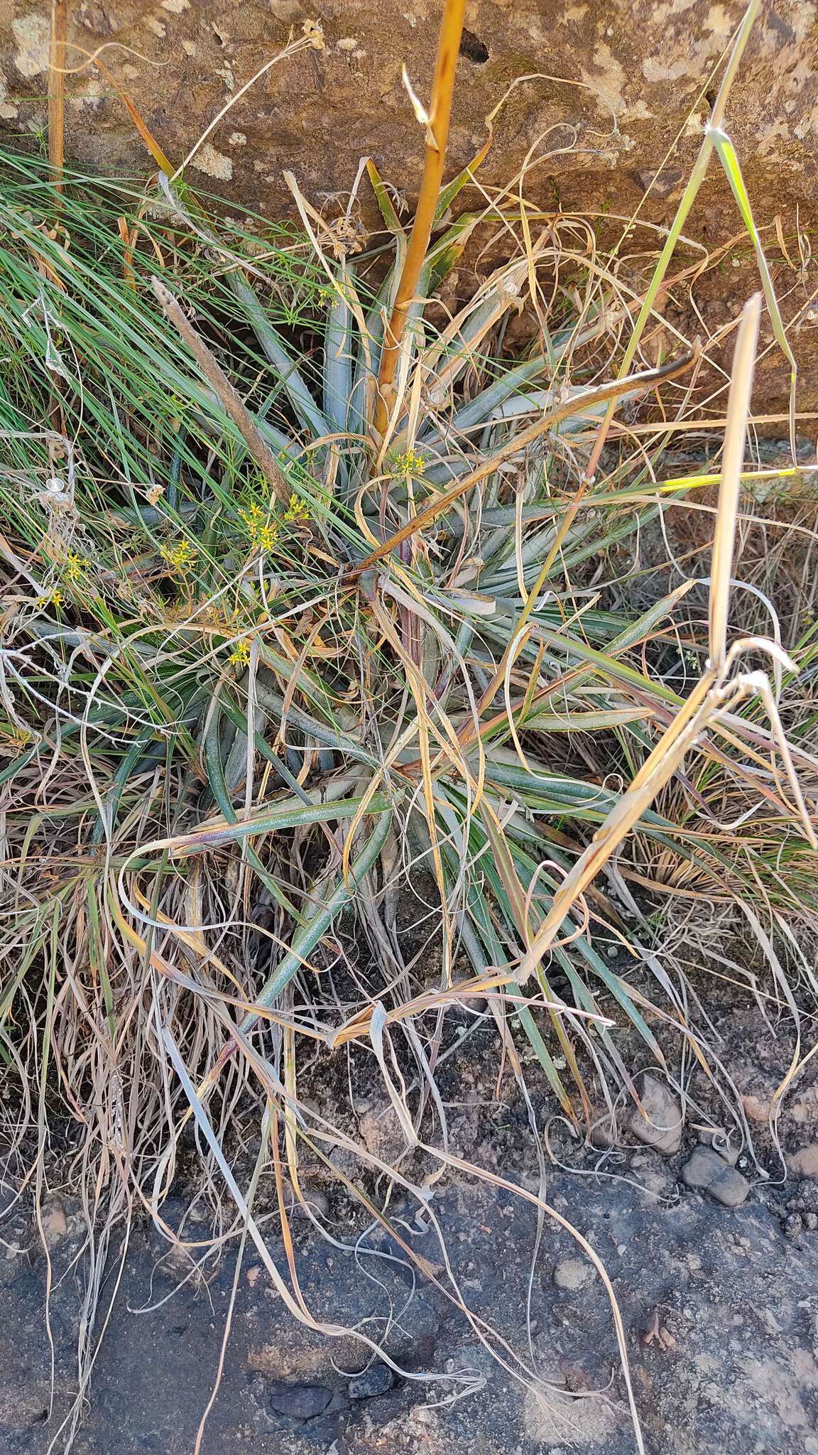 Imagem de Puya cochabambensis R. Vásquez & Ibisch